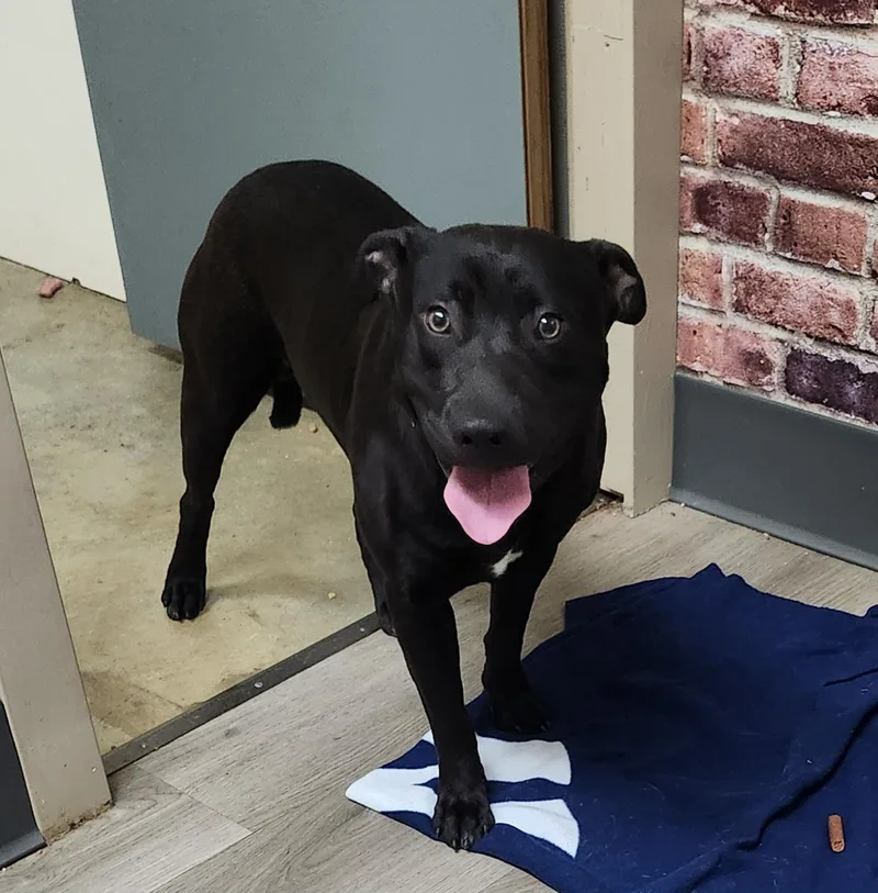 Wrangler thumbnail 3