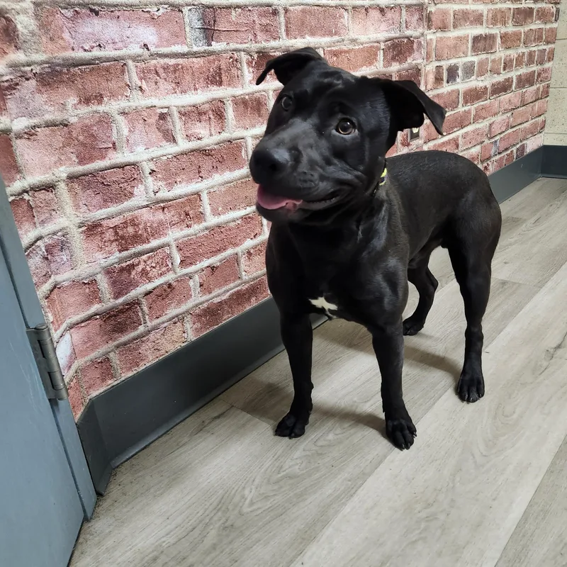 Wrangler thumbnail 4