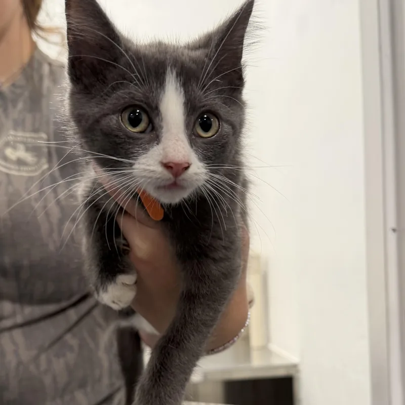 A baby small-sized male Gray / Blue / Silver Domestic Short Hair cat named Jasper for adoption in Bryson City, NC