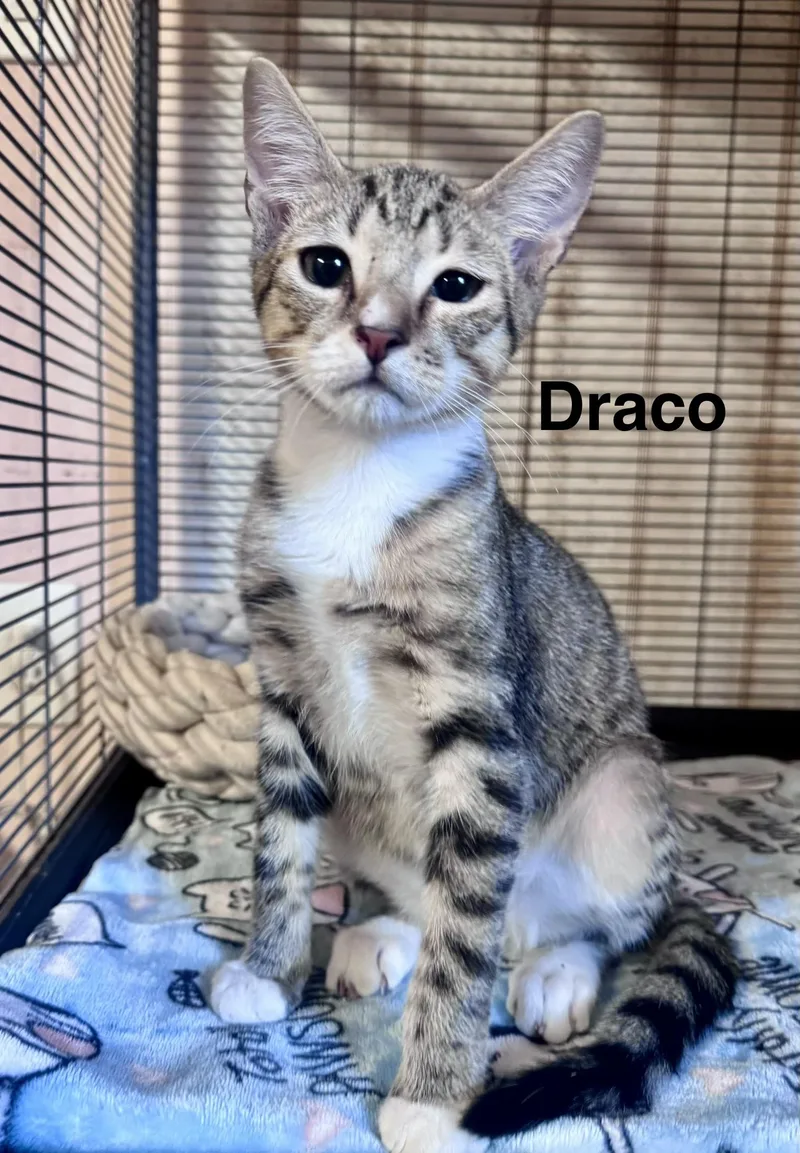 Draco