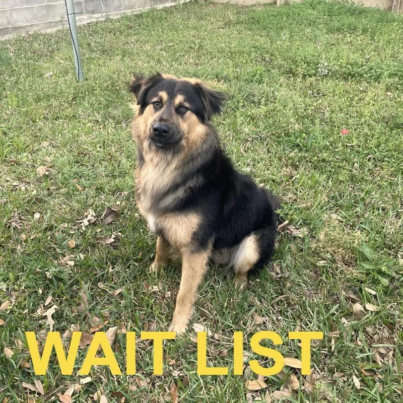 A young medium-sized male Black German Shepherd Dog dog named Bear for adoption in Livingston, TX