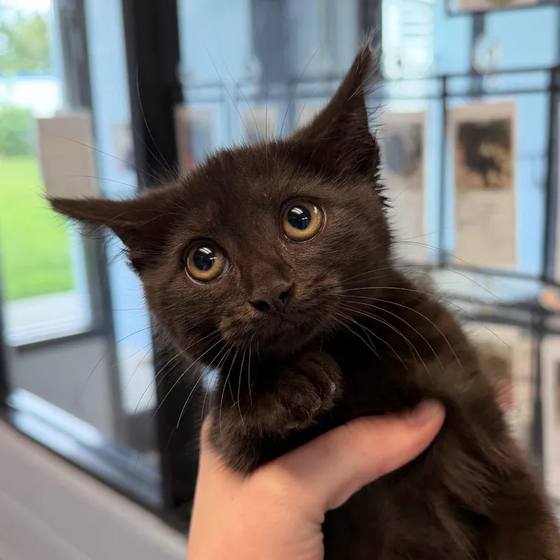 A baby small-sized female Black Domestic Short Hair cat named Basilisk for adoption in Martinsville, VA