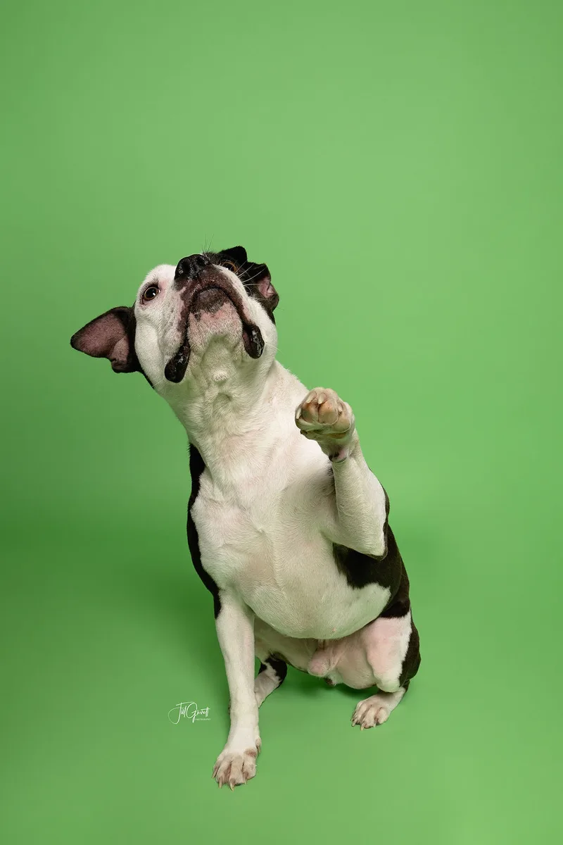 An adult medium-sized male Bicolor Boxer dog named Stephen  Stevie for adoption in Hempstead, TX
