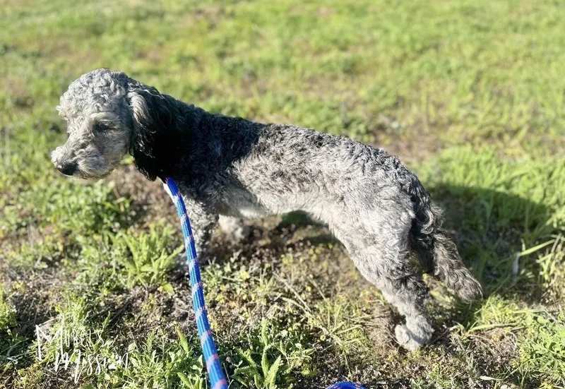 A young small-sized female Aussiedoodle dog named Winnie for adoption in Spokane , WA