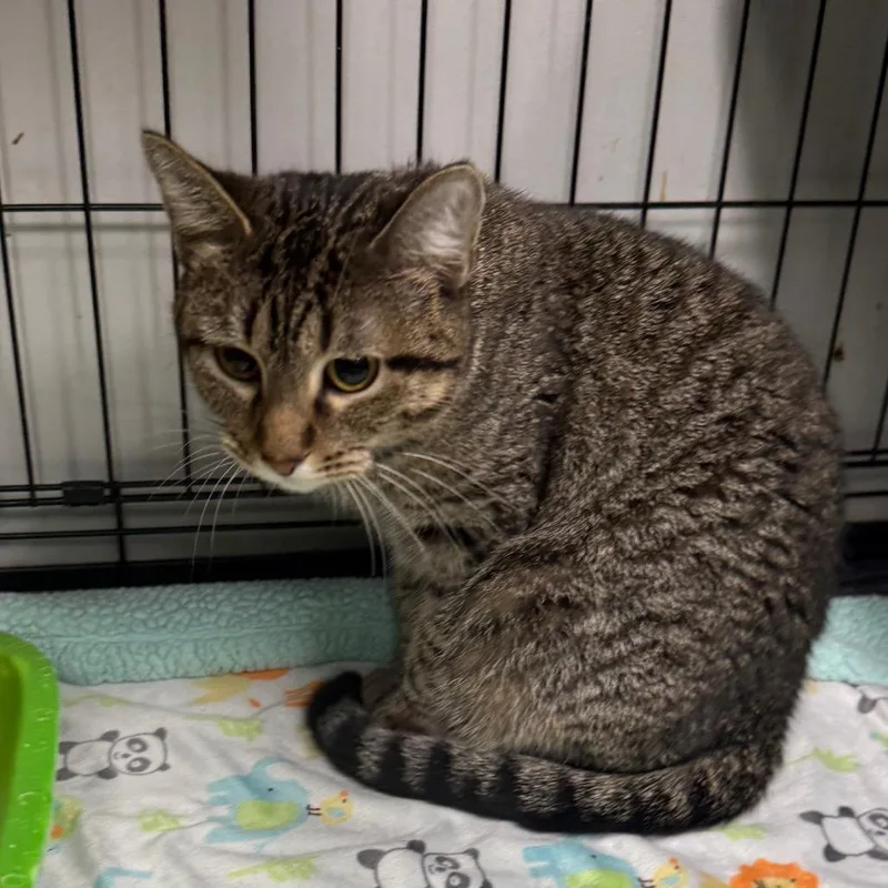 An adult medium-sized female Gray / Blue / Silver Domestic Short Hair cat named Skydancer for adoption in Normal, IL