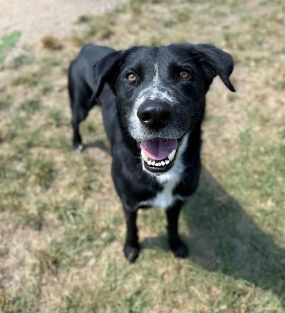 An adult medium-sized male Labrador Retriever dog named Thomas for adoption in Conroe, TX