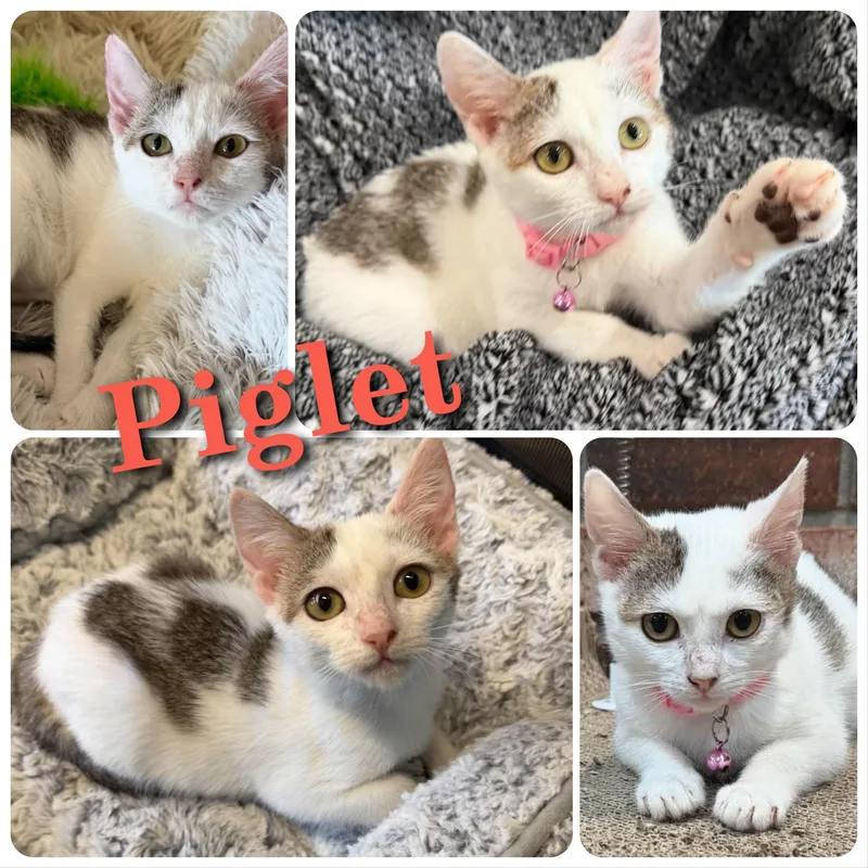 A baby small-sized female Gray & White Domestic Short Hair cat named Piglet for adoption in Hollister, CA