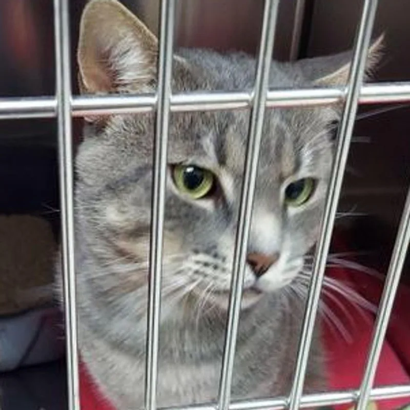 An adult medium-sized male Gray / Blue / Silver Domestic Short Hair cat named Smokey for adoption in Lake Havasu City, AZ
