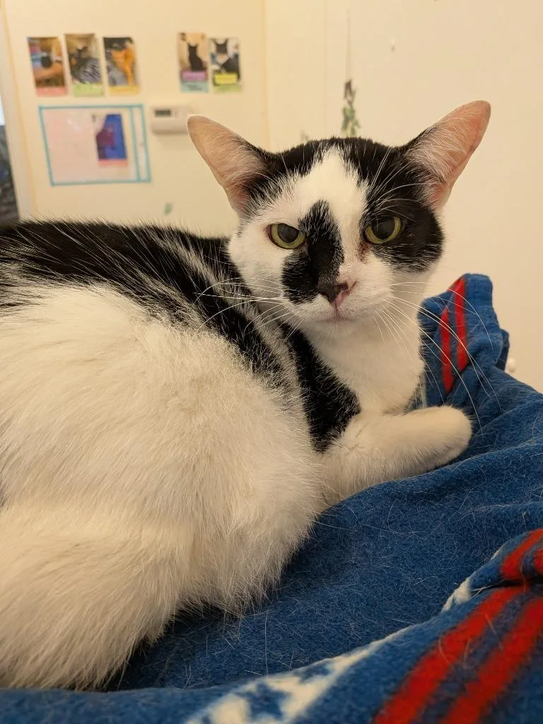 A senior large-sized female Domestic Short Hair cat named Patches for adoption in Bourbonnais, IL