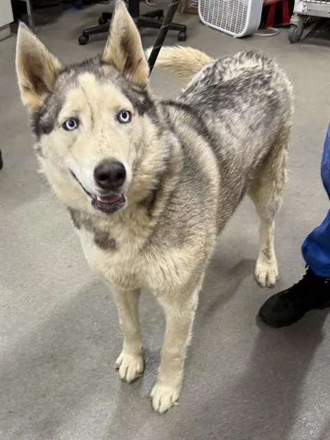 An adult extra large-sized male Husky dog named Authur for adoption in Upper Marlboro, MD