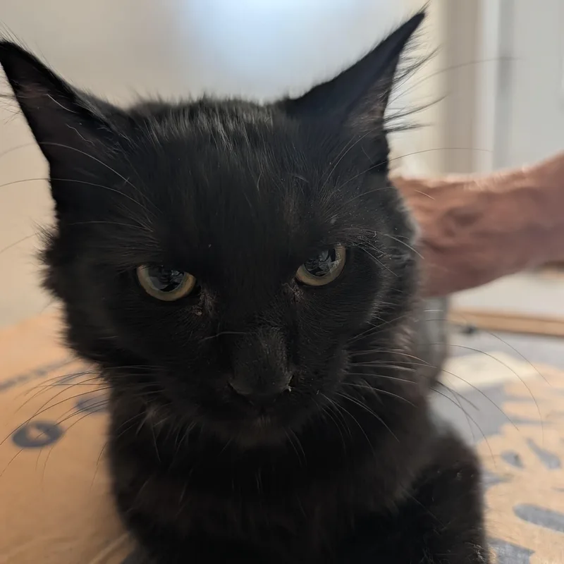 A baby small-sized female Black Domestic Long Hair cat named Ravenna for adoption in Rancho Palos Verdes, CA
