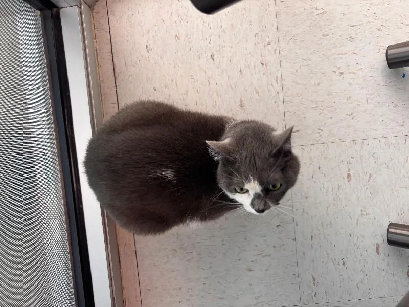 An adult medium-sized female Gray / Blue / Silver Domestic Short Hair cat named Lilith for adoption in Hobbs, NM