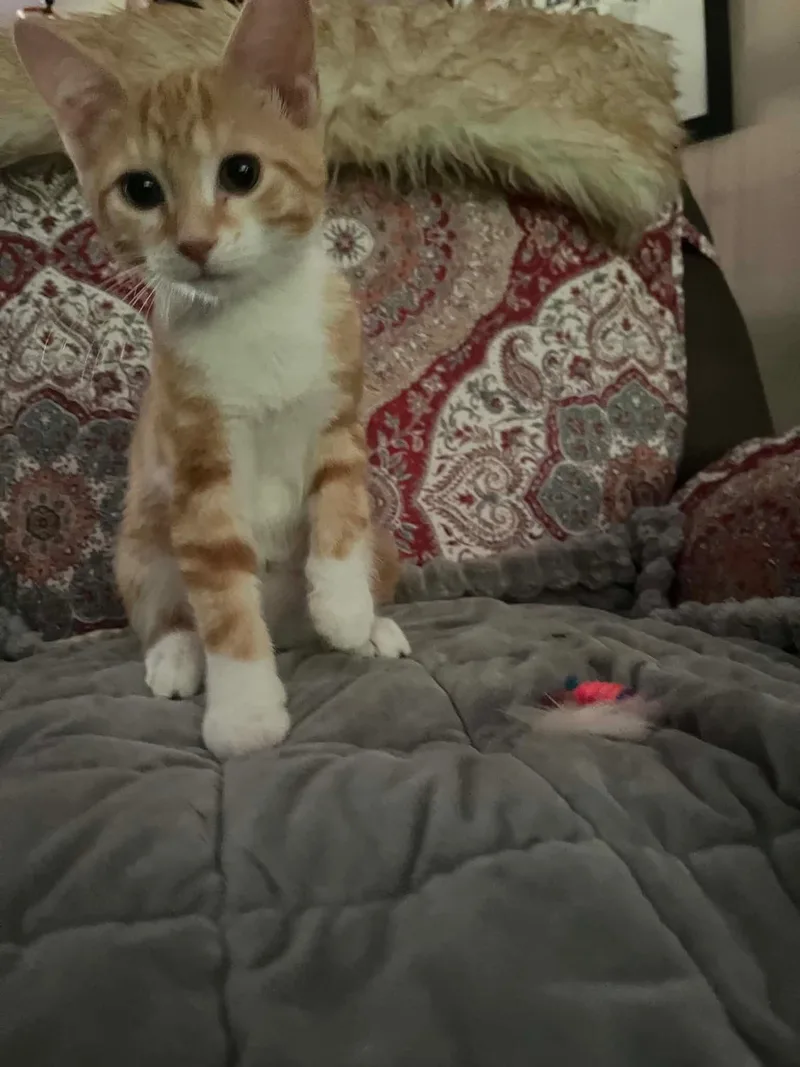 Izzy
