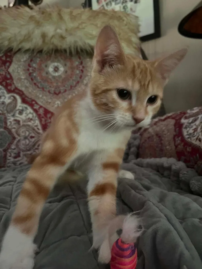 Izzy thumbnail 2