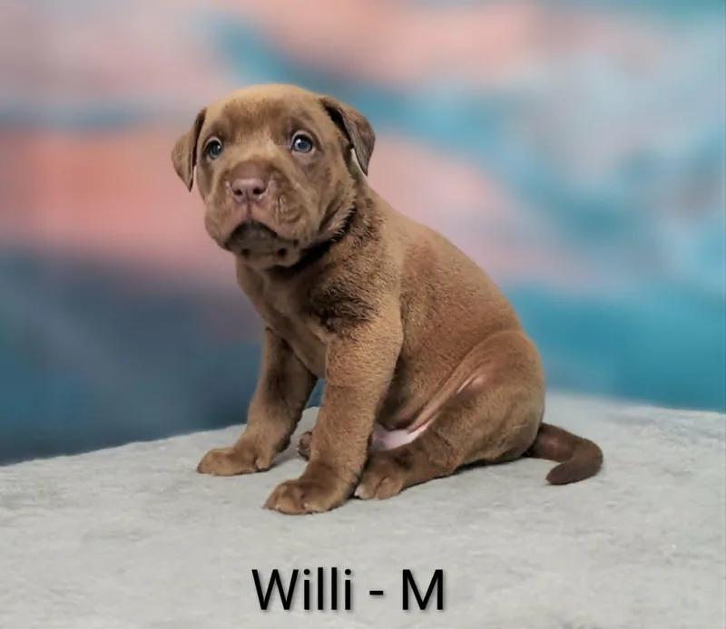 A baby medium-sized male Brown / Chocolate Labrador Retriever dog named CT Willi avail Aug for adoption in Eastford, CT