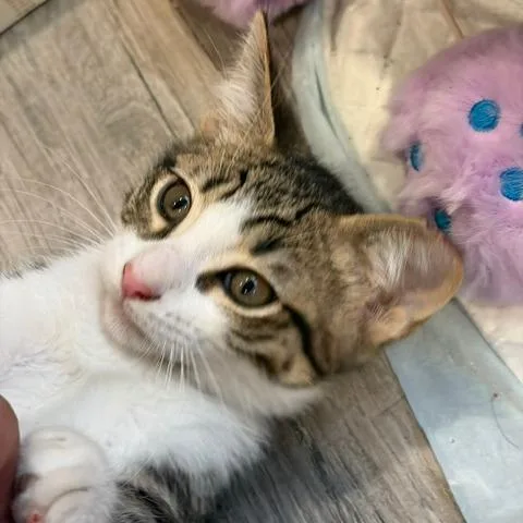 A baby medium-sized male White Domestic Short Hair cat named Skooter for adoption in Miami, FL