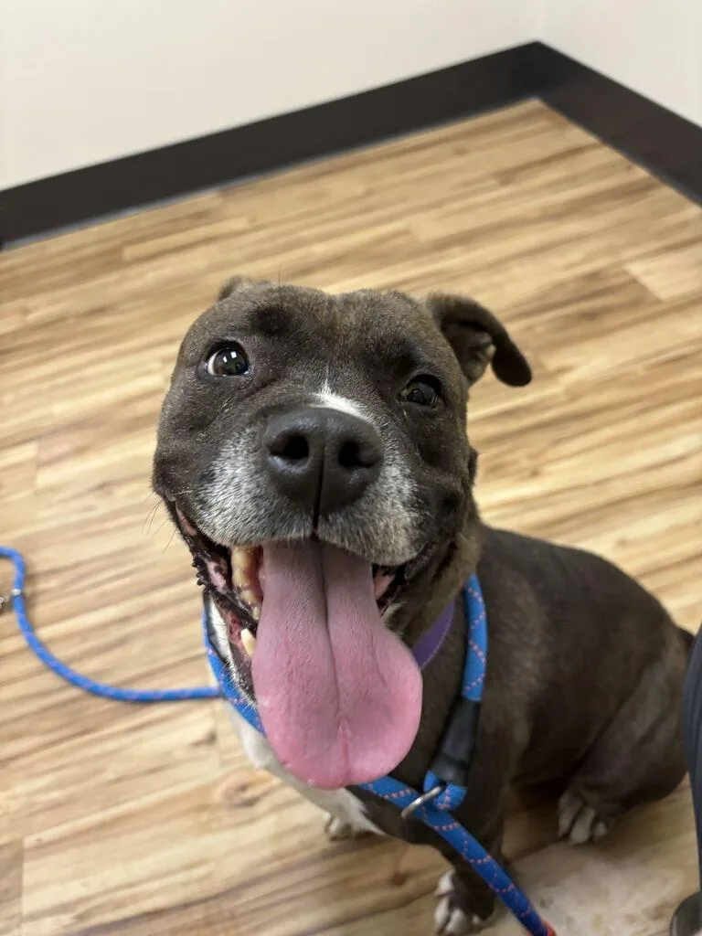 A senior large-sized female Mixed Breed dog named Maphie for adoption in Raleigh, NC