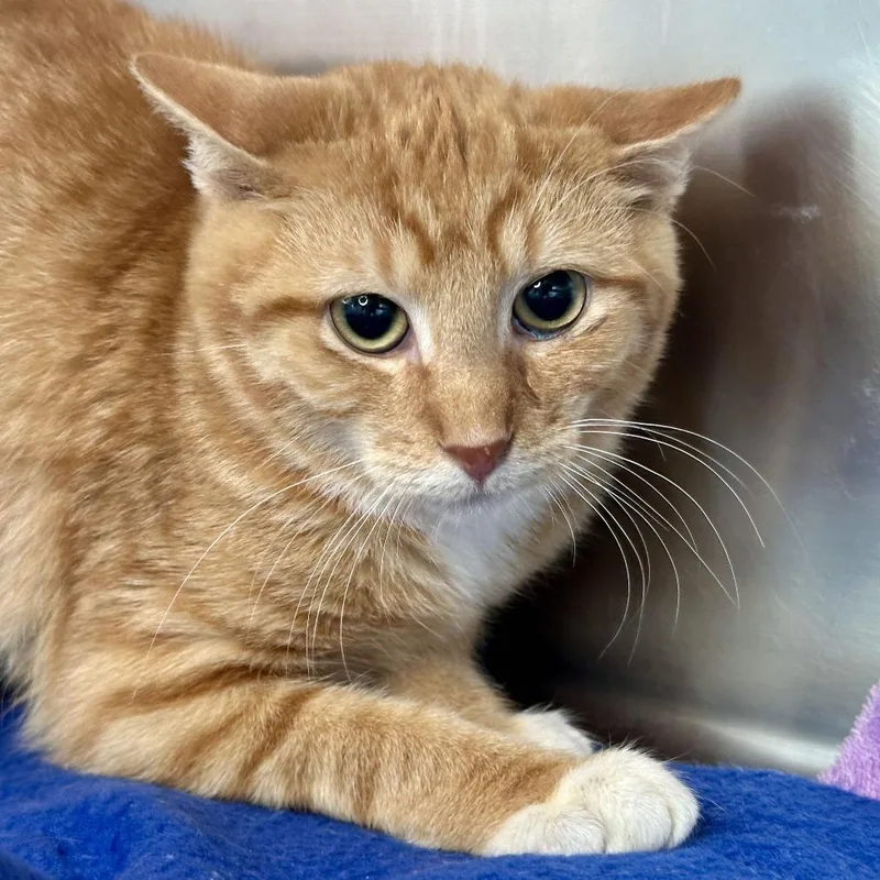 A baby small-sized male Orange / Red Domestic Short Hair cat named Stan for adoption in Matteson, IL
