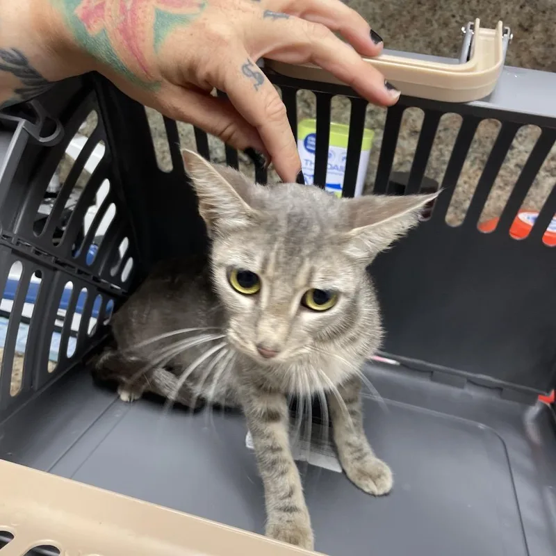 An adult medium-sized female Gray / Blue / Silver Domestic Short Hair cat named Kitkat for adoption in Dickinson, TX