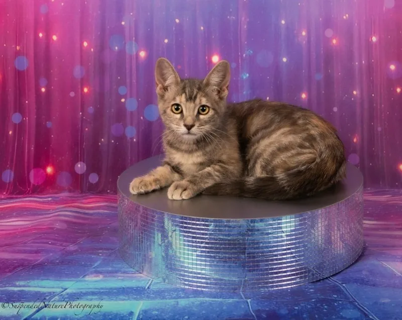 A baby small-sized female Domestic Short Hair cat named Chassie for adoption in San Jacinto, CA