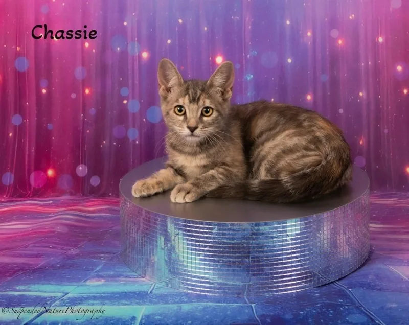 Chassie thumbnail 2