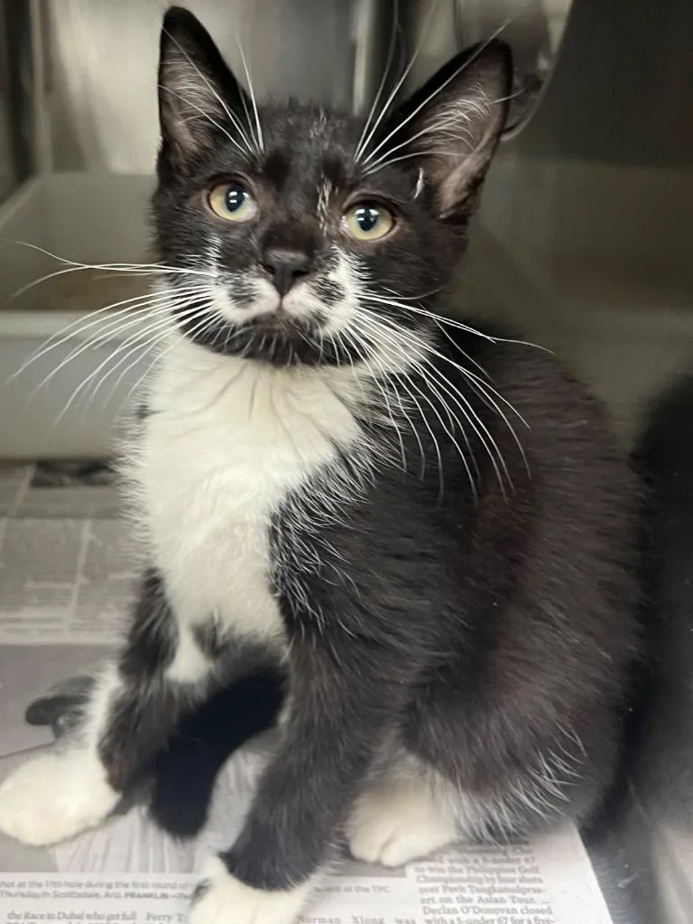 Freckles thumbnail 2