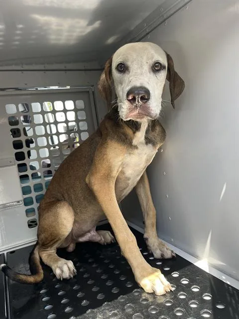 A young medium-sized male Mixed Breed dog named Red for adoption in Palmetto, FL