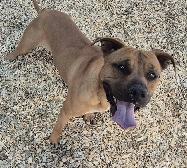 An adult medium-sized female Pit Bull Terrier dog named Bambi for adoption in Albuquerque, NM