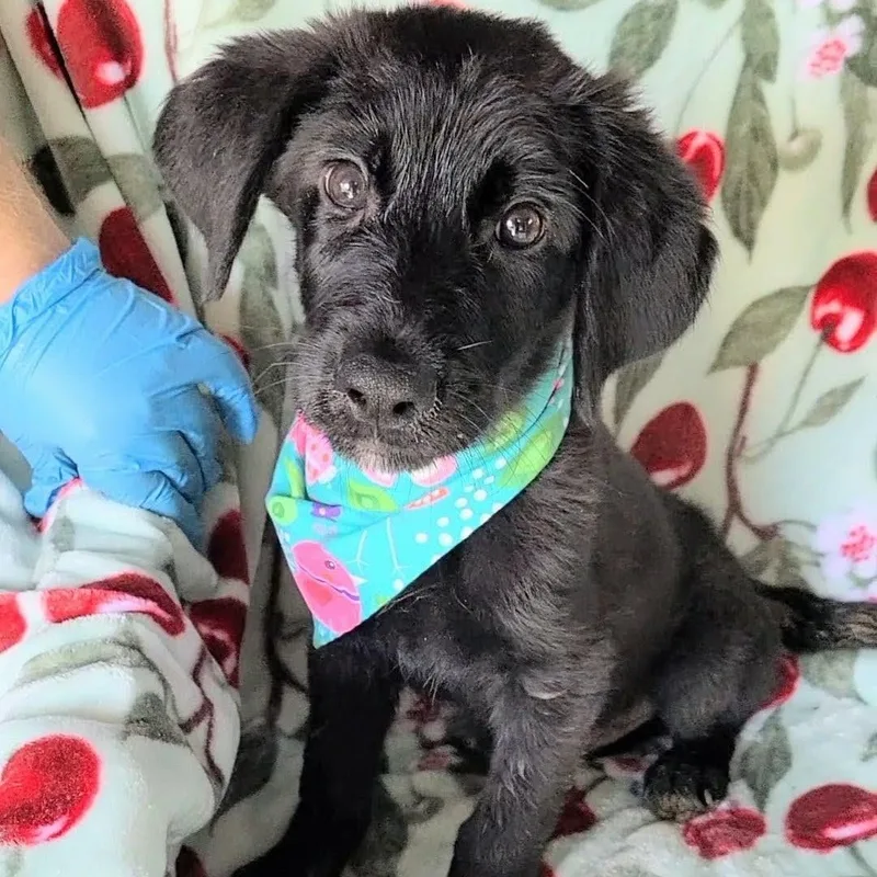A baby large-sized male Black Labradoodle dog named Salem for adoption in Woolwich, ME