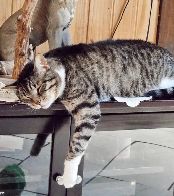 A senior large-sized male Tabby (Brown / Chocolate) Tabby cat named Gibbs for adoption in Philadelphia, PA