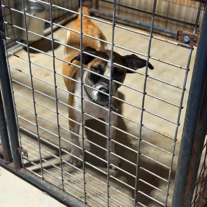 An adult medium-sized female Cattle Dog dog named Sassy for adoption in Fort Smith, AR
