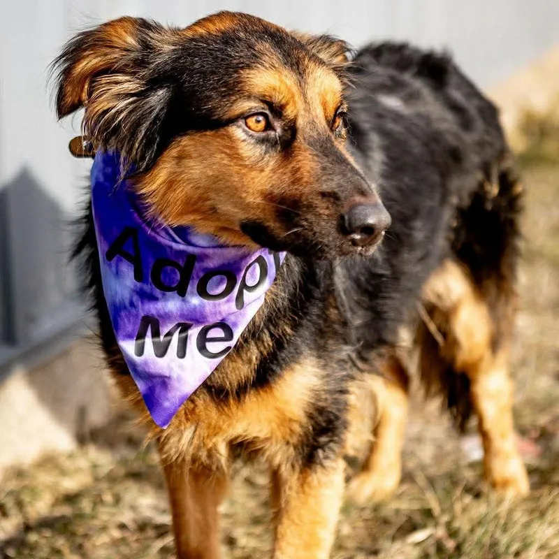 Felicity thumbnail 4