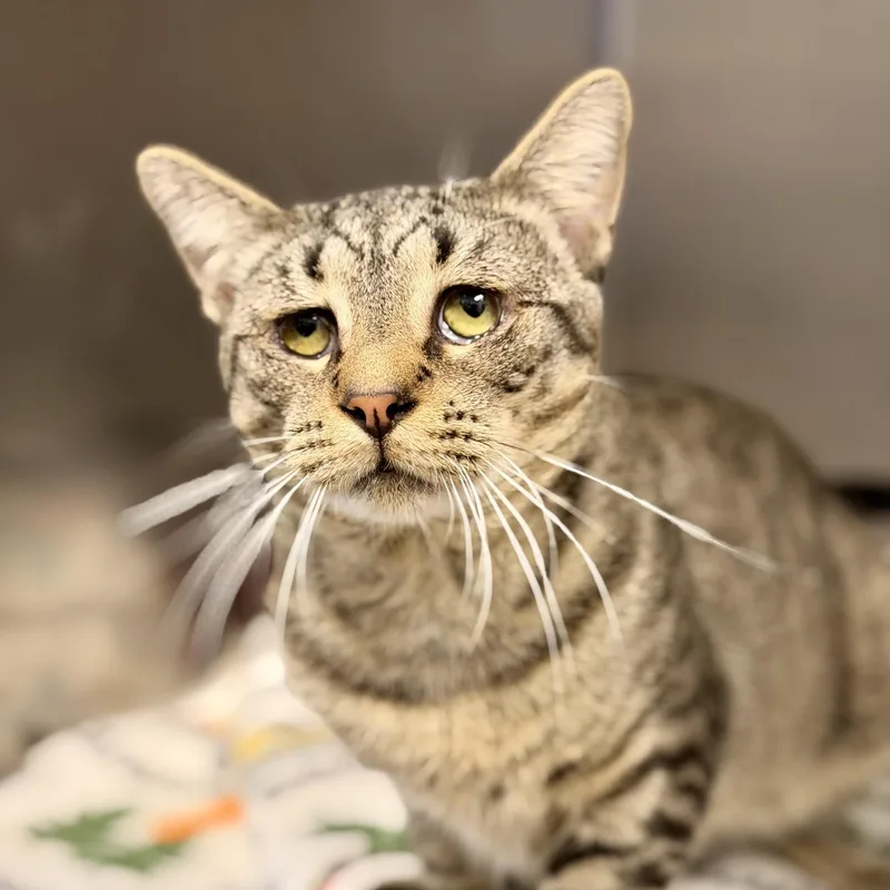 An adult medium-sized male Tabby (Brown / Chocolate) Domestic Short Hair cat named Tofu for adoption in Manahawkin, NJ