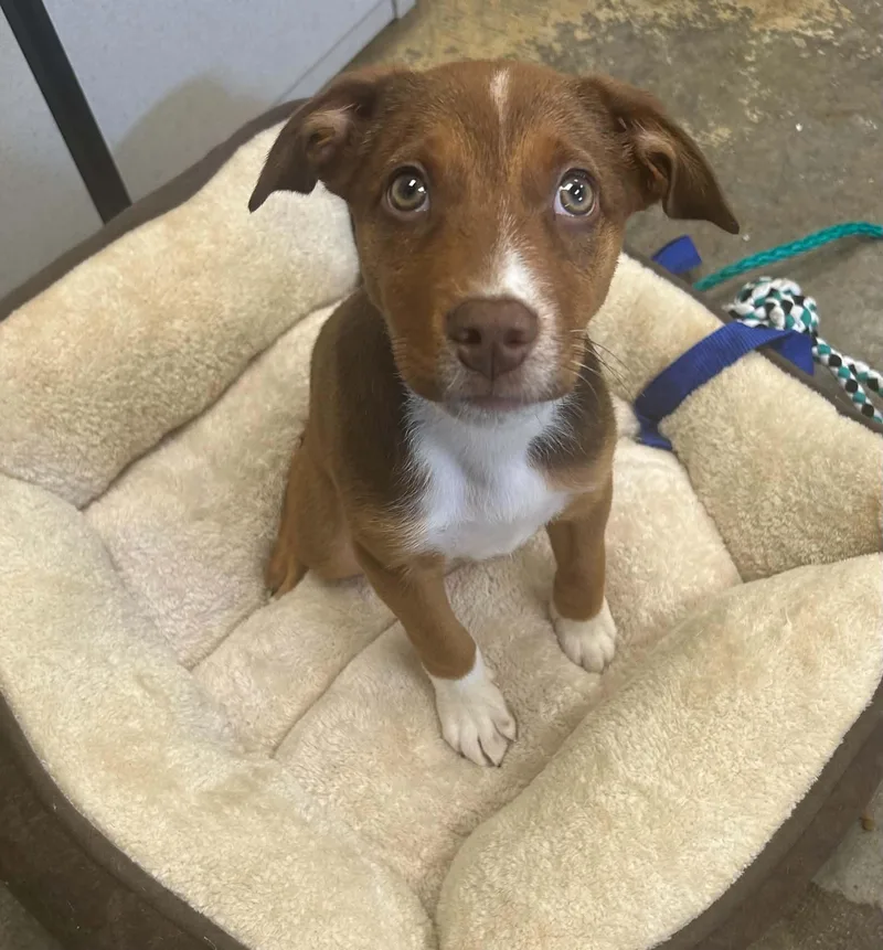 A baby medium-sized female Tricolor (Brown, Black, & White) Pit Bull Terrier dog named Roo for adoption in Springfield, IL