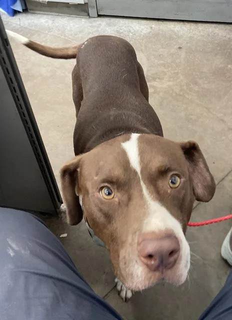 An adult large-sized male Mixed Breed dog named Buddy for adoption in Dallas, TX