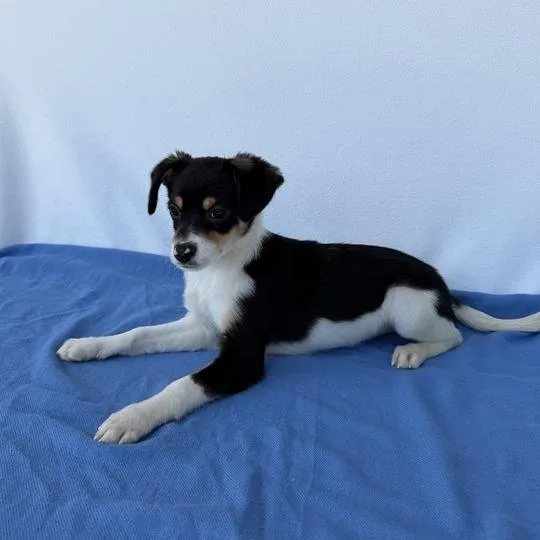 Toby The Tram Engine