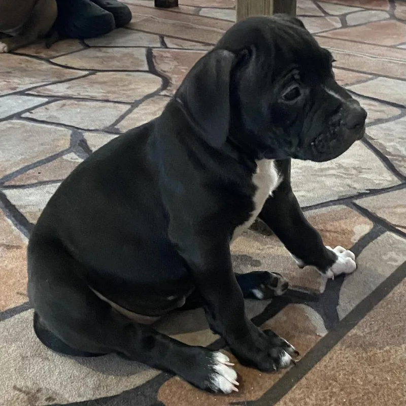 A baby medium-sized female Black Mixed Breed dog named Guinness for adoption in Seminole, FL