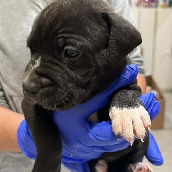 Guinness thumbnail 3