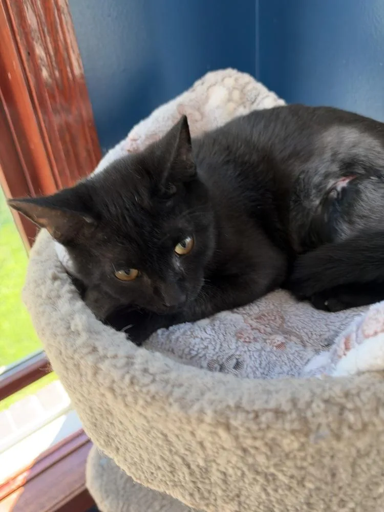 A baby medium-sized male Black Domestic Short Hair cat named Junior for adoption in Clinton Township, MI