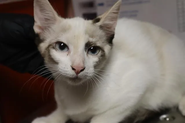A baby small-sized female Domestic Short Hair cat named Lovely for adoption in Columbia, SC