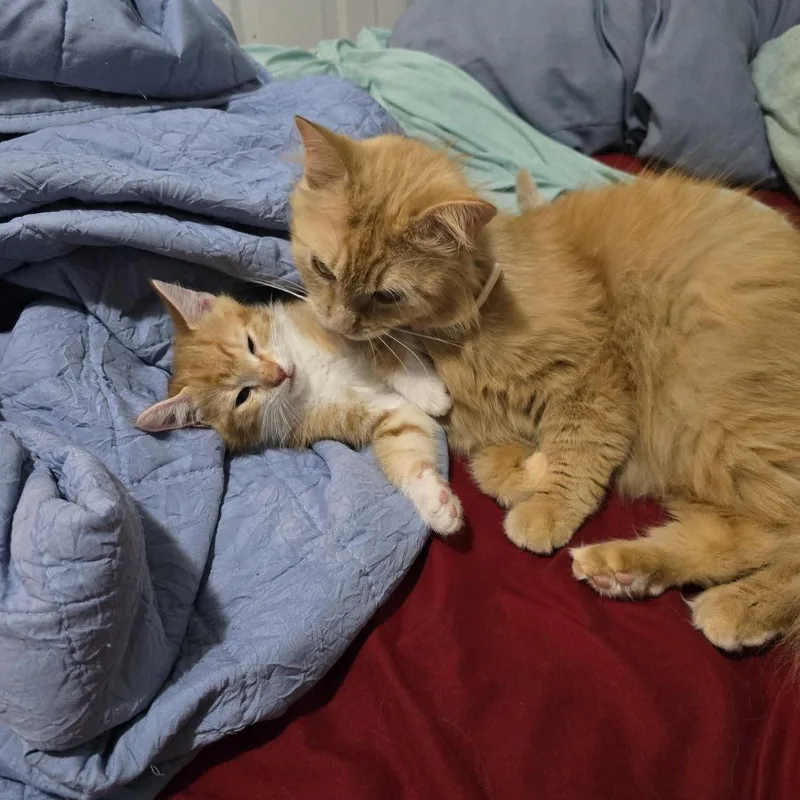 A baby small-sized male Orange / Red Domestic Short Hair cat named Orange Juice for adoption in Lynchburg, VA