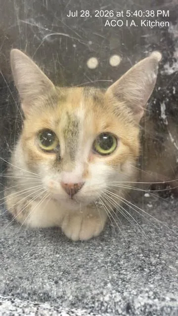A young medium-sized female Domestic Short Hair cat named Willow for adoption in Naples, FL