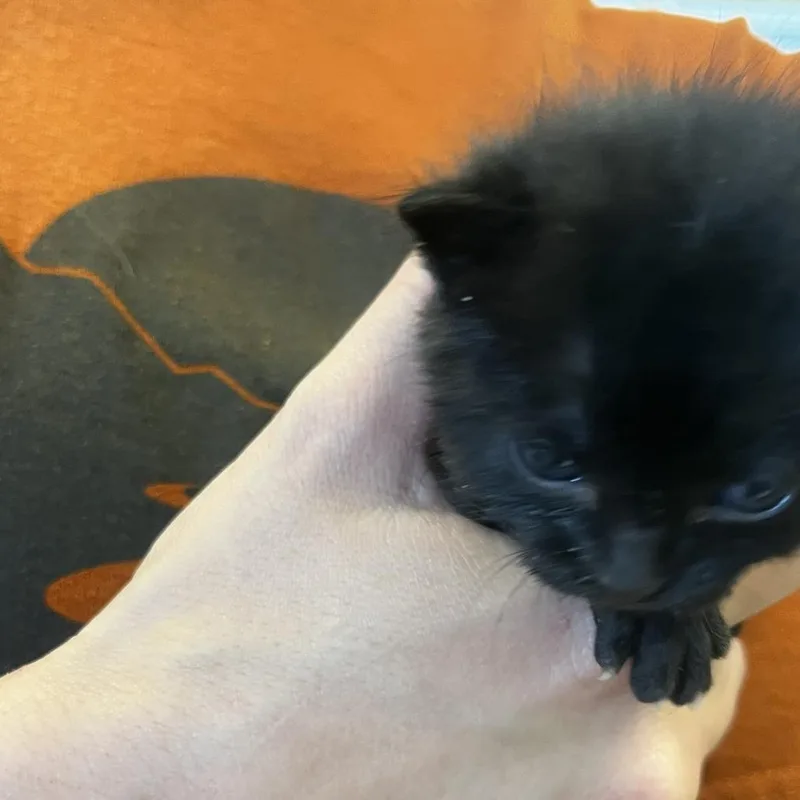 A baby small-sized male Black Domestic Short Hair cat named Agent Z for adoption in Rifle, CO