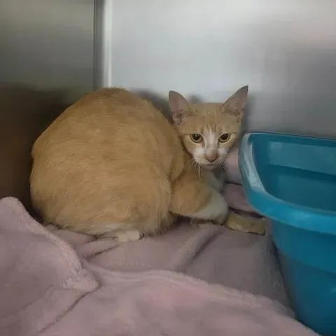 An adult medium-sized female Orange / Red Domestic Short Hair cat named Nona for adoption in Austin, TX
