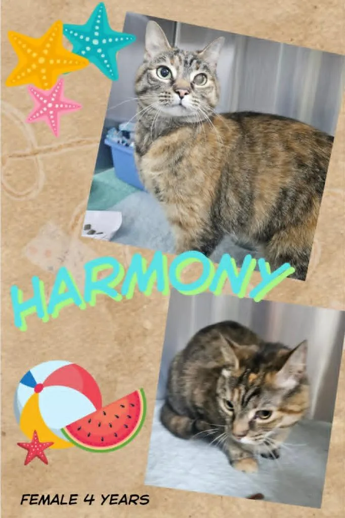 An adult large-sized female Domestic Short Hair cat named Harmony for adoption in Blountville, TN