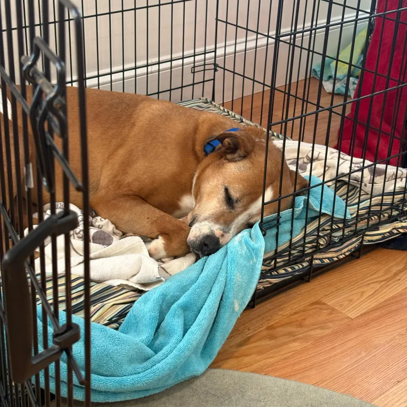 Buddy And Bandit  thumbnail 3