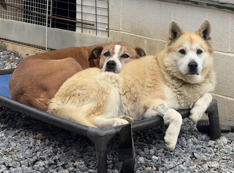 Buddy And Bandit  thumbnail 4