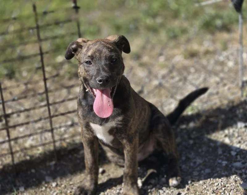 A young medium-sized male Mixed Breed dog named Maui for adoption in Chatsworth, GA
