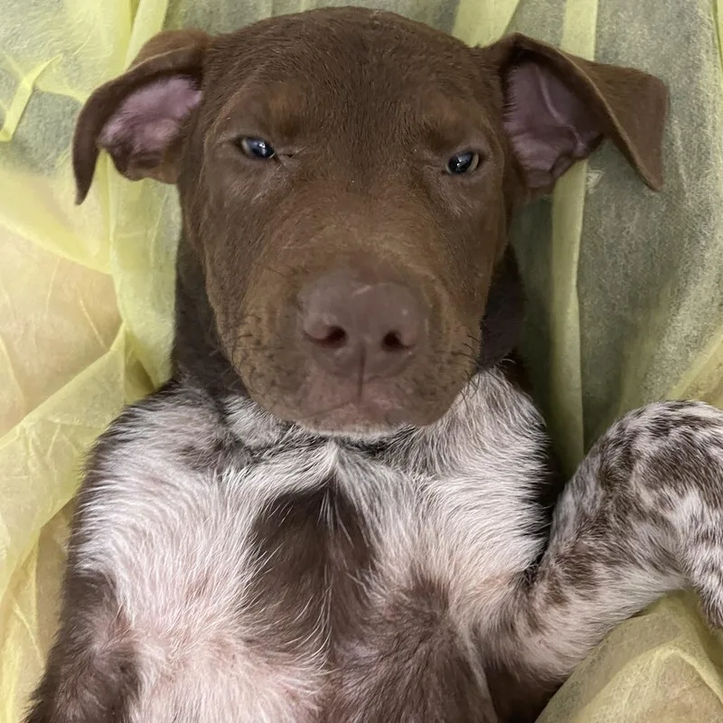 A baby small-sized male Brown / Chocolate Cattle Dog dog named Bottled Sprite for adoption in Hattiesburg, MS