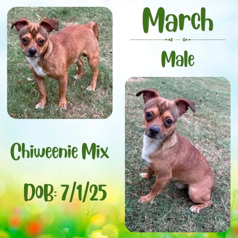 A young small-sized male Brown / Chocolate Chiweenie dog named March for adoption in Caldwell, TX